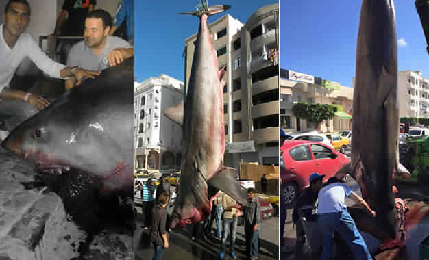 Im Jahr 2015 vor Sousse gefangener, Weißer Hai