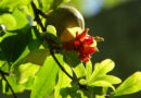 Sommerbeginn (Symbolfoto)