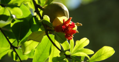 Sommerbeginn (Symbolfoto)