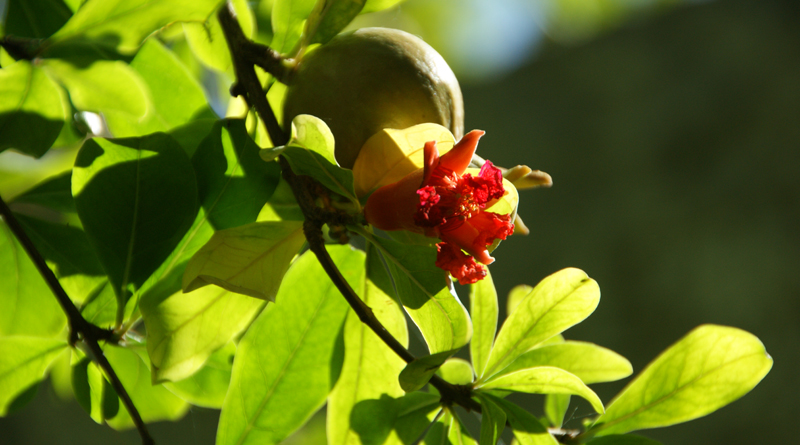 Sommerbeginn (Symbolfoto)