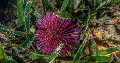 Der Seeigel Paracentrotus lividus gehört im Mittelmeer zu den wichtigsten Pflanzenfressern und spielt eine Schlüsselrolle für die Biodiversität in den Meereswäldern des Mittelmeerraums. © Egidio Trainito